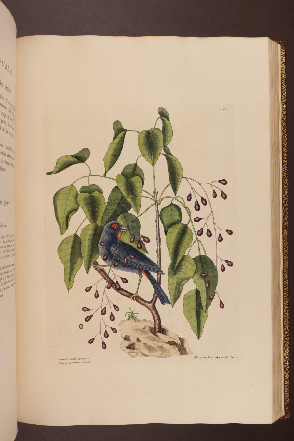 Plate 40